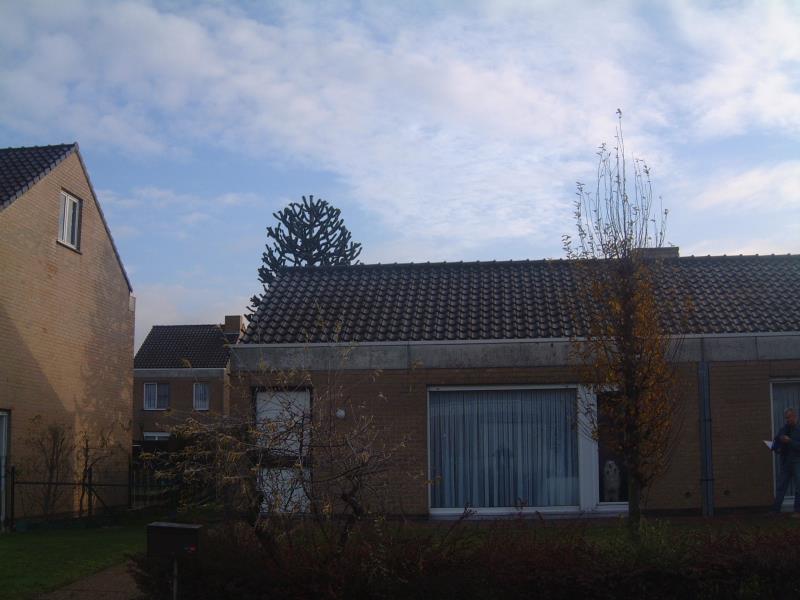 huurwoning Tulpenstraat 13, 8880 Rollegem-Kapelle